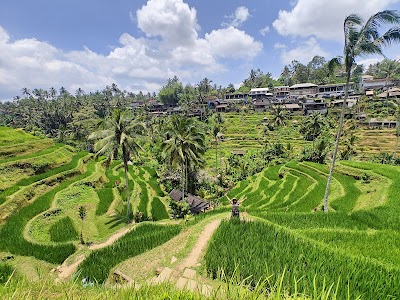 緑のグラデーションが美しいテガラランの棚田とヤシの木