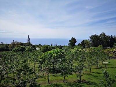 コナコーヒー農園のコーヒーの木と赤い実
