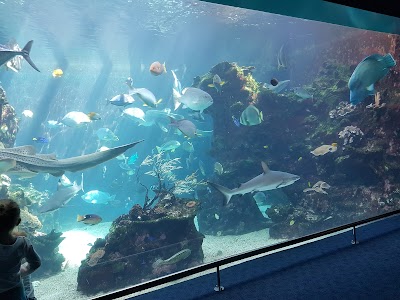 ラグーン水族館のサンゴ礁展示