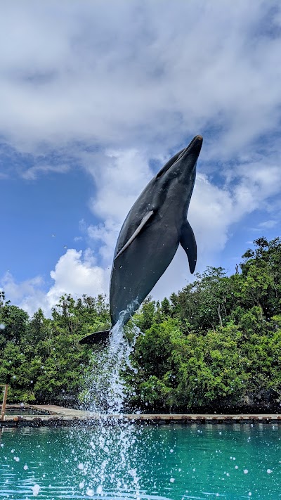 ドルフィンズ・パシフィックでイルカと触れ合う参加者
