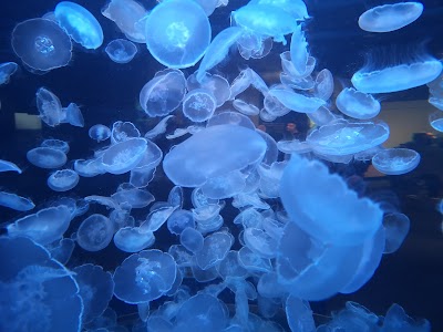 バンクーバー水族館のクラゲ展示